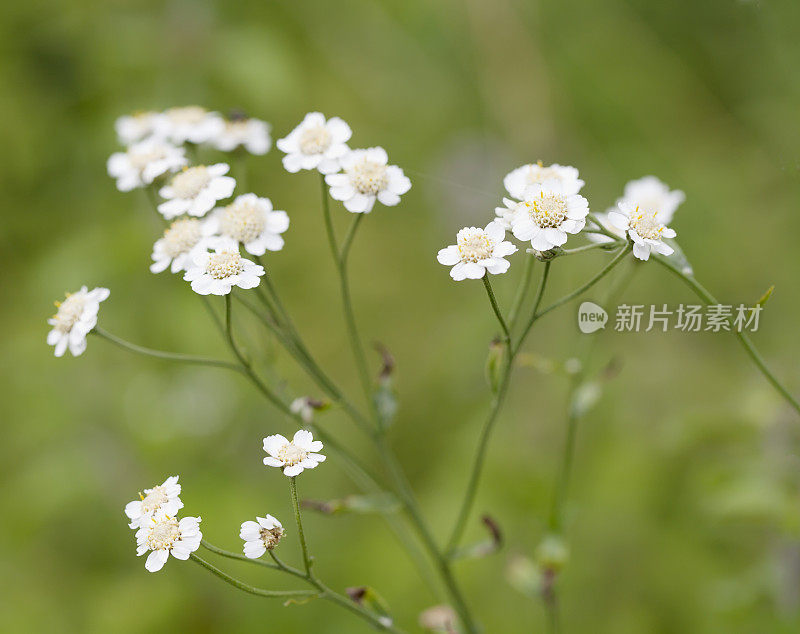 Sneezewort ptarmica耆()